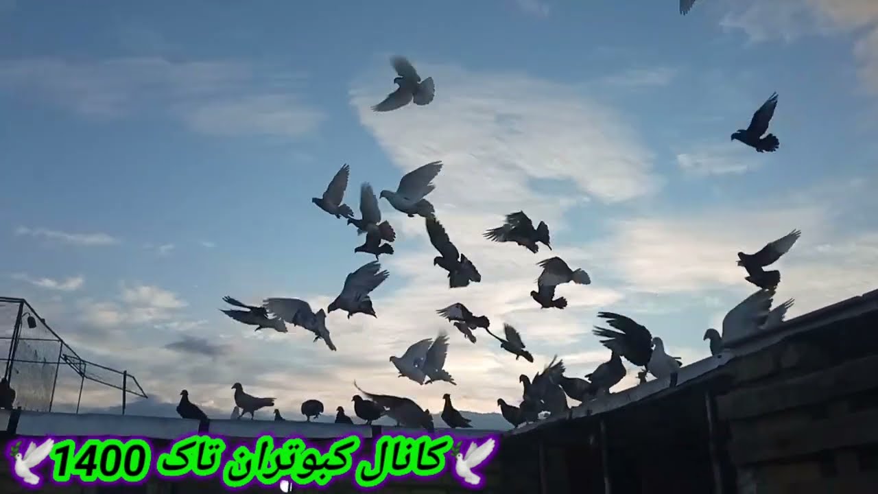 کبوتر # شمارش کبوترام #به نظر شما چند تا کبوتر دارم