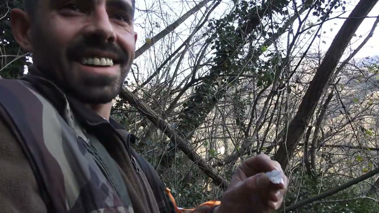 Fındık bah&ccedil;elerinde inanılmaz Yaban domuzu avı / wild boar hunting