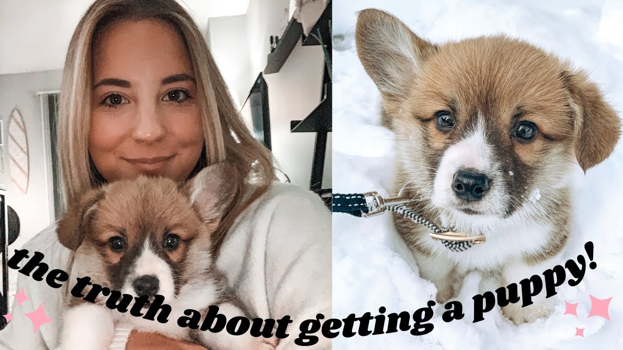 the TRUTH about getting a puppy | what I learned from my corgi puppy