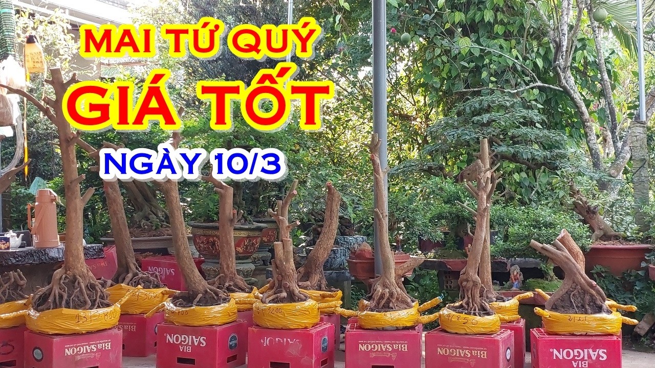 CHỊ ÚT 📲 O7939954O3 GIÁ TỐT - MAI TỨ QUÝ DÁNG ĐẸP GIAO LƯU NGÀY 10/3 