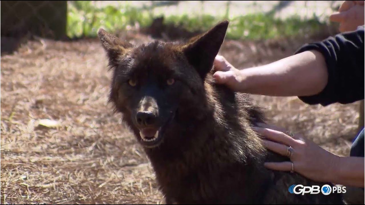 Carmine the Coyote | Georgia Outdoors' Shorts