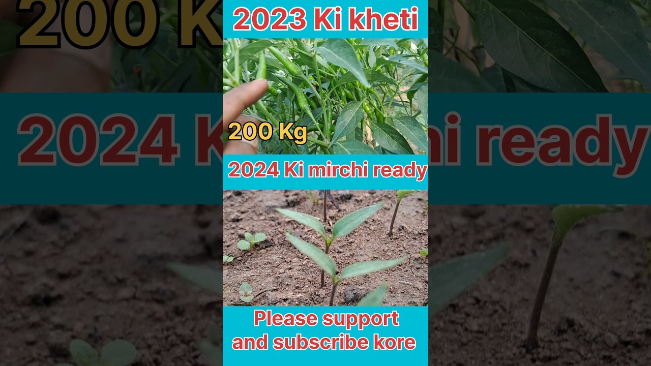 Mirchi ki kheti 2023-2024 #farming #mirchi #shorts #viral #kheti #experiment #nursery
