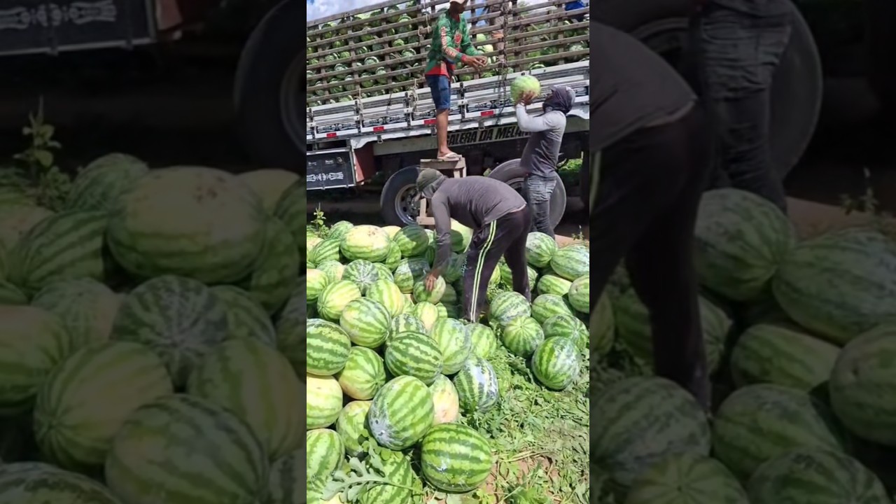 Арбуз Продюсер 🍉💪🏻🚛 +79128475201 WA/TG