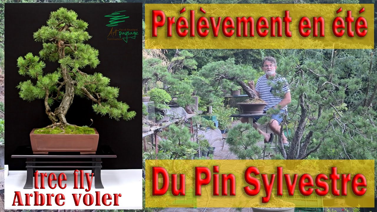 Prélèvement du pin Sylvestre en été pour en faire des #bonsai
