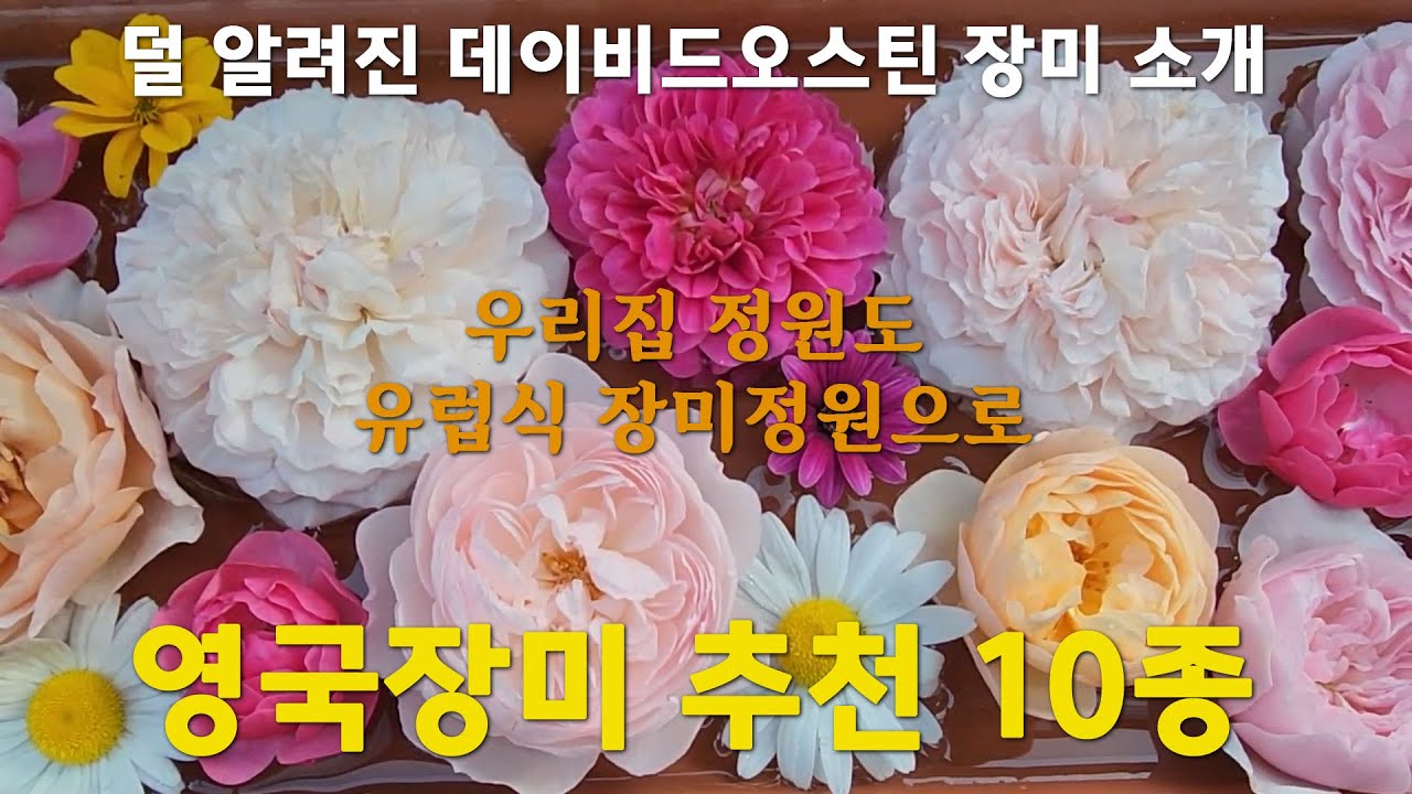영국장미 추천 10종 / 데이비드오스틴 장미 / 많이 알려지지 않은 영국장미소개 / 많은 수입 장미 중 무엇을 키워야 할까? / 김부장의 가드닝
