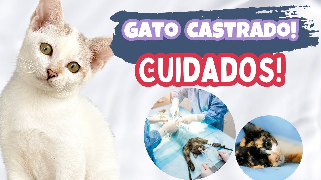 Minha GATINHA CASTROU! E agora?