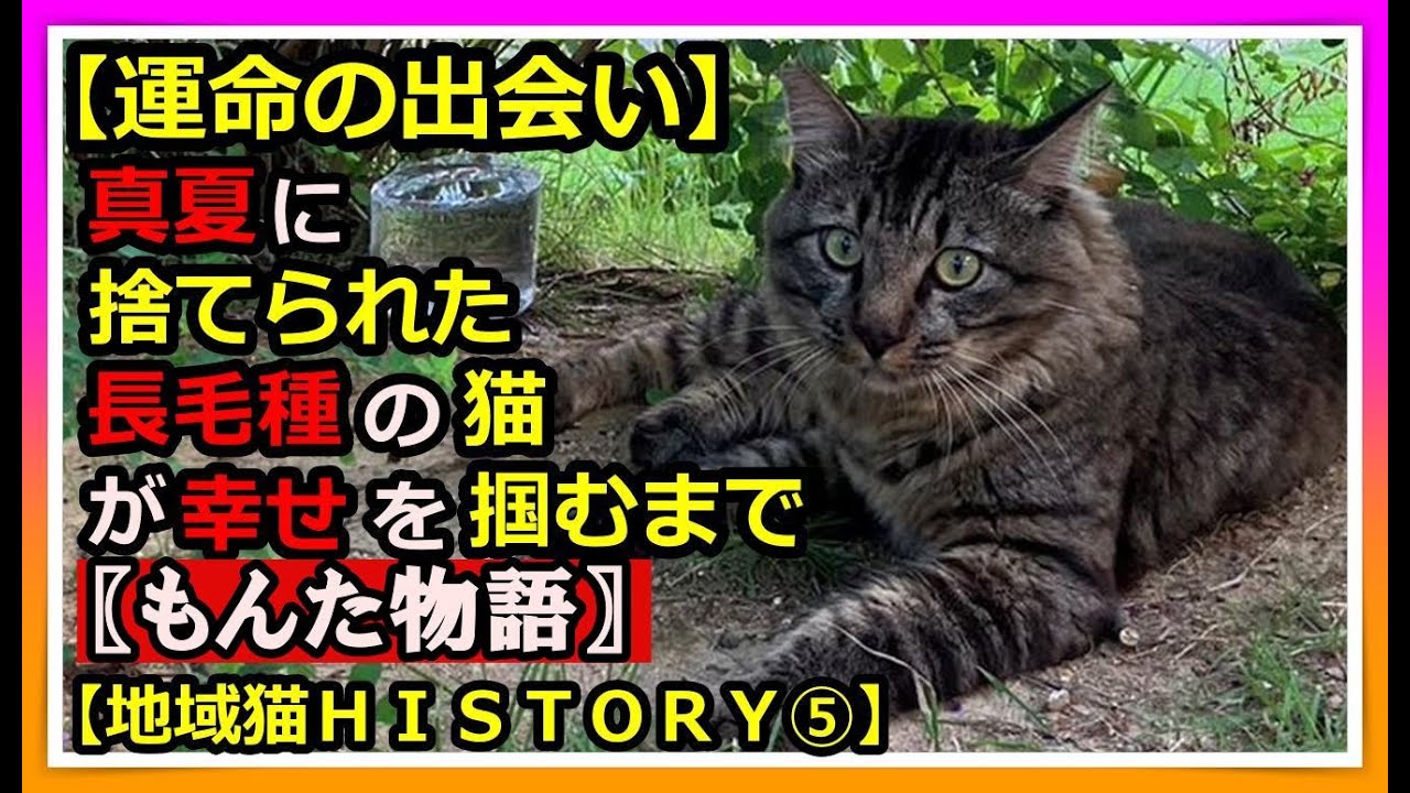 【魂の鳴声で掴んだ幸せ物語】捨て猫➡地域猫➡家猫へ。真夏に捨てられた長毛種の猫。猛暑を乗り切れるかを心配していた。「幸せな出会い」をみんなで願い、参加した初めての譲渡会で運命の出会いが💖＃猫　＃捨て猫