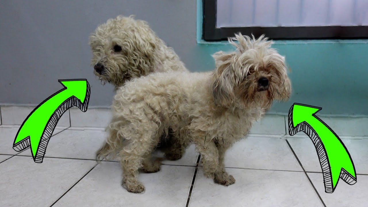 TWO NEGLECTED DOGS  from THE SAME OWNER (shaving, bathing, etc.)