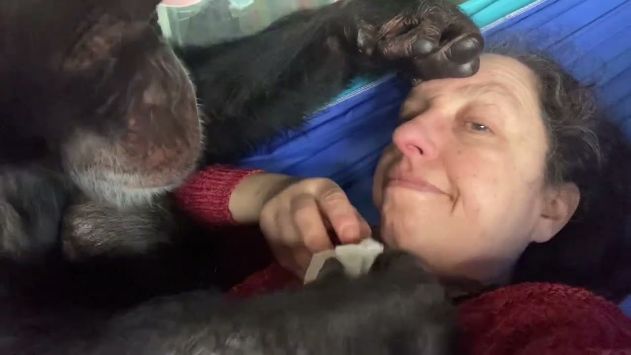 Intense Chimpanzee Grooming