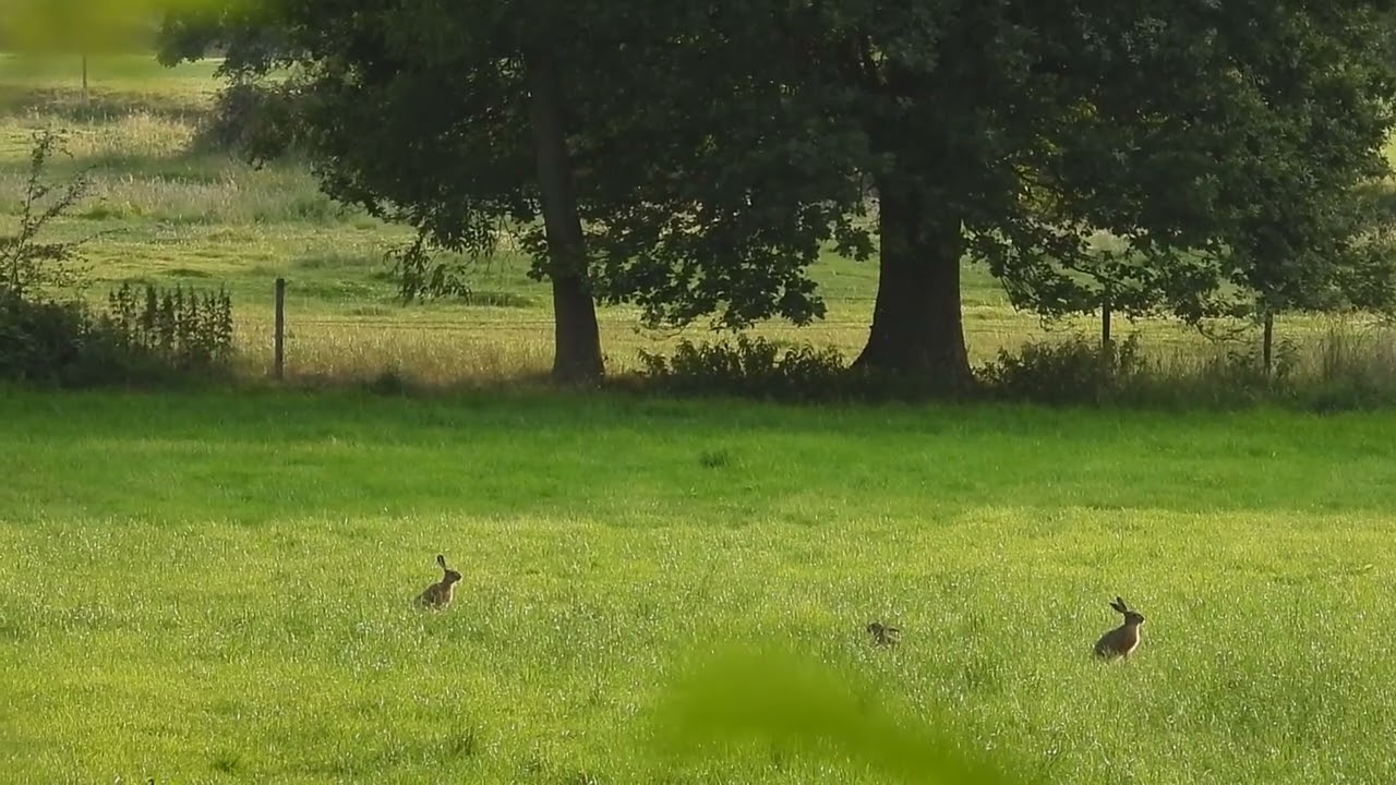 Hasenhochzeit (Teil 4)