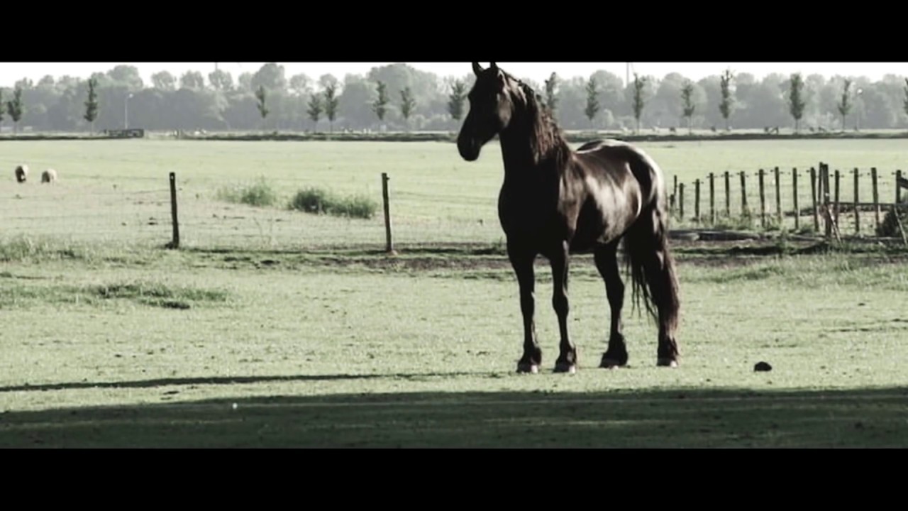 landschap/landscape
