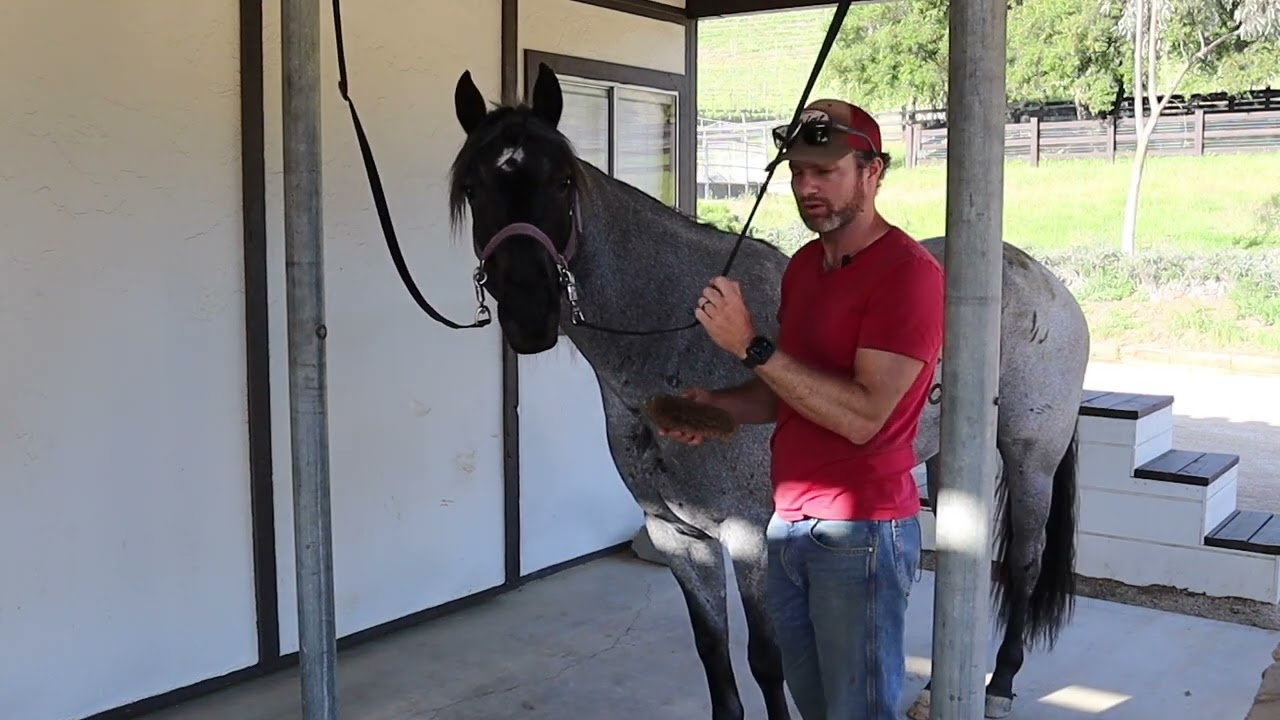 Beginner Series #1: Properly Brushing Your Horse | Essential Grooming Techniques | Lazy Oaks Ranch