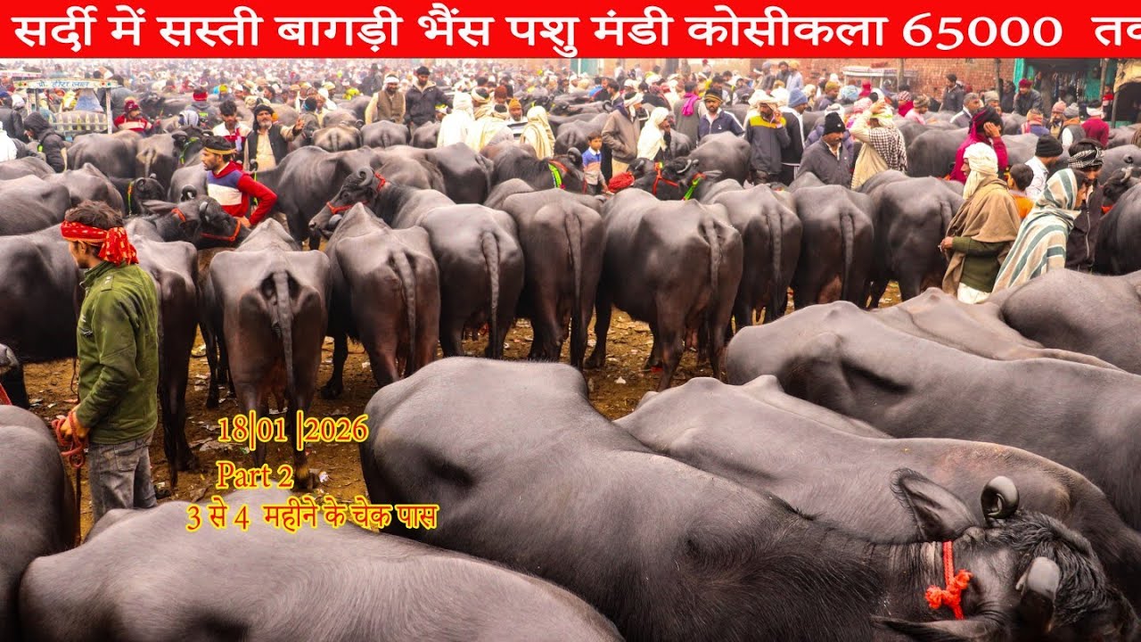 18/01/2026  part 2सर्दी में सस्ती हुई बाखड़ी भैंस  बाखडी ही बाखड़ी 3 से 4 महीने की चेक पास 