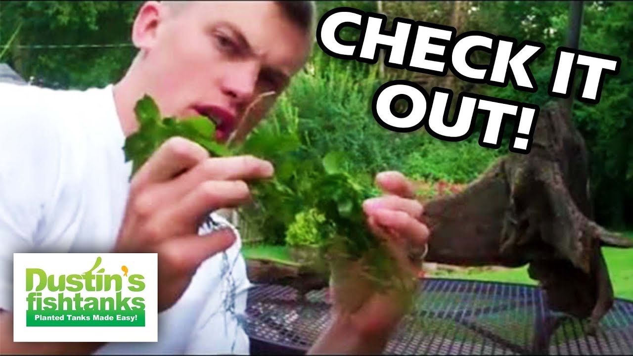 How To Tie Anubias or Java Fern to Driftwood. How to Attach Anubias on Driftwood