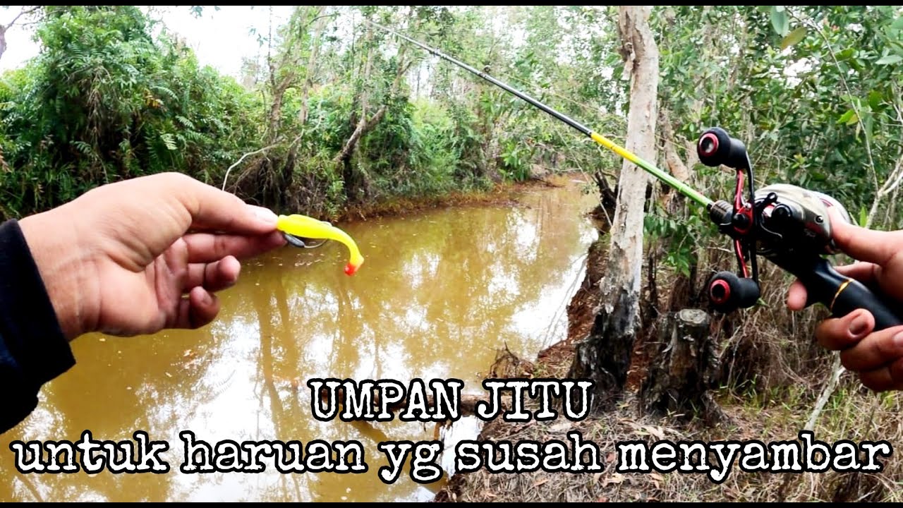 UMPAN JITU UNTUK HARUAN YG SUSAH MENYAMBAR 🔥🔥🔥 || CASTING GABUS || MANCING MANIA || SNAKE HEAD