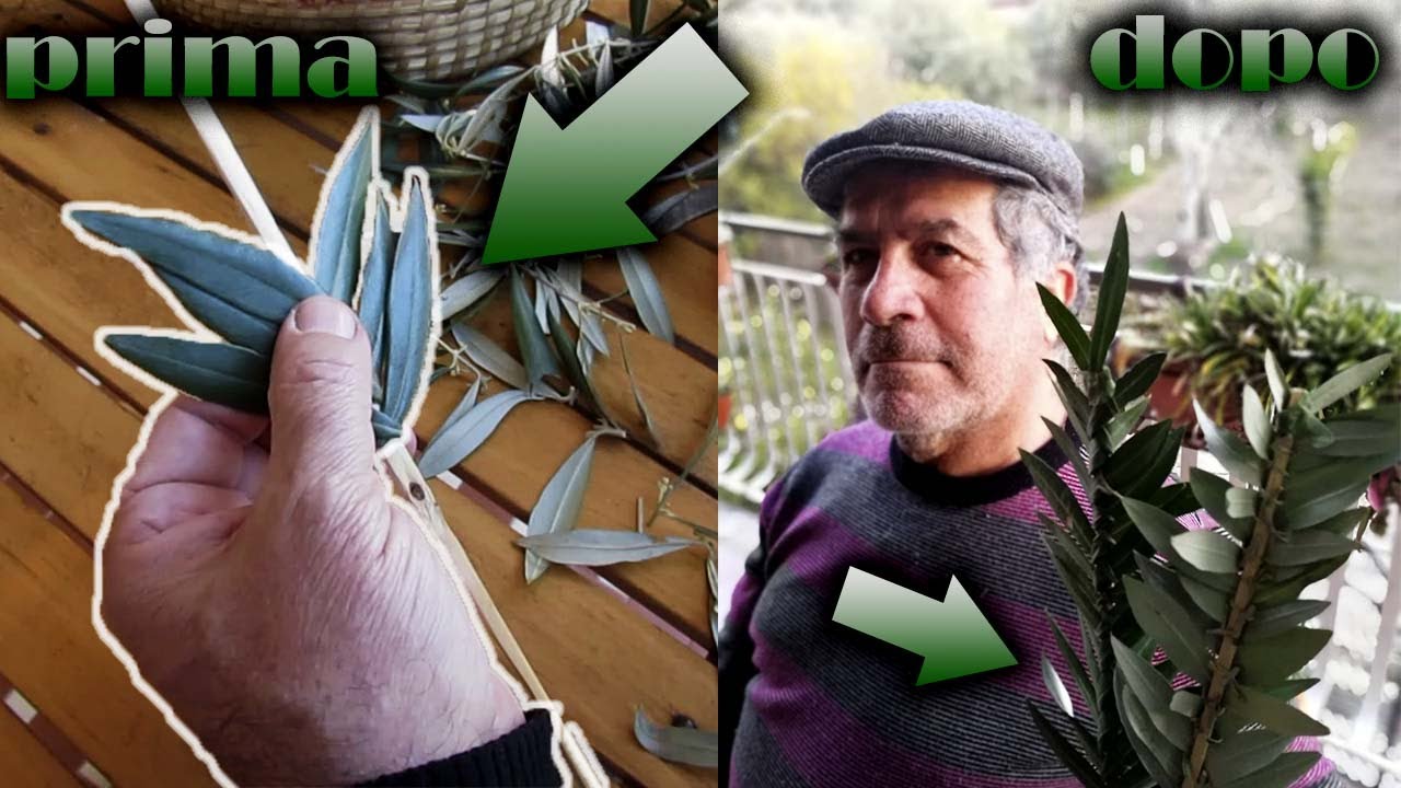TUTORIAL INTRECCIO  - RAMETTO D'ULIVO