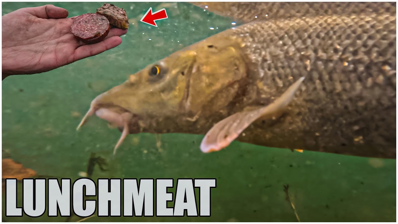Lov Ryb Rýb na lunchmeat přináší překvapivé výsledky / Tajná zbraň na opatrné ryby v Řece Rieke