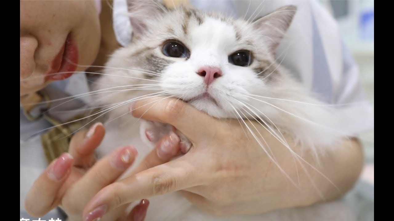 【布偶猫】价值688元的精致洗猫是什么亚子？感觉自己活的不如一只猫…