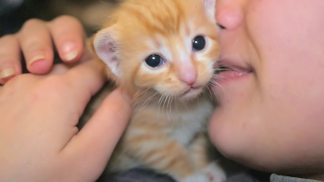 Four Little Warriors Milk and Kisses | Newborn Kittens Raised By Human