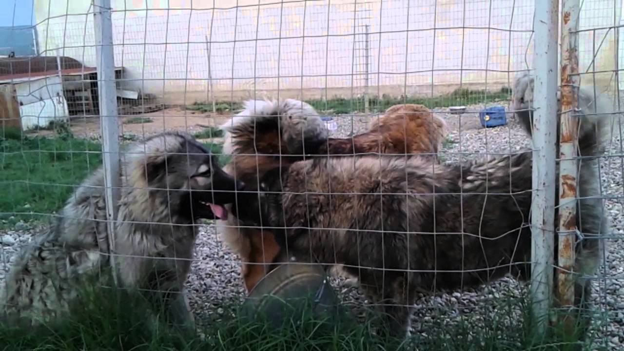 caucasian ovcharka  fivehills caucasian kennel