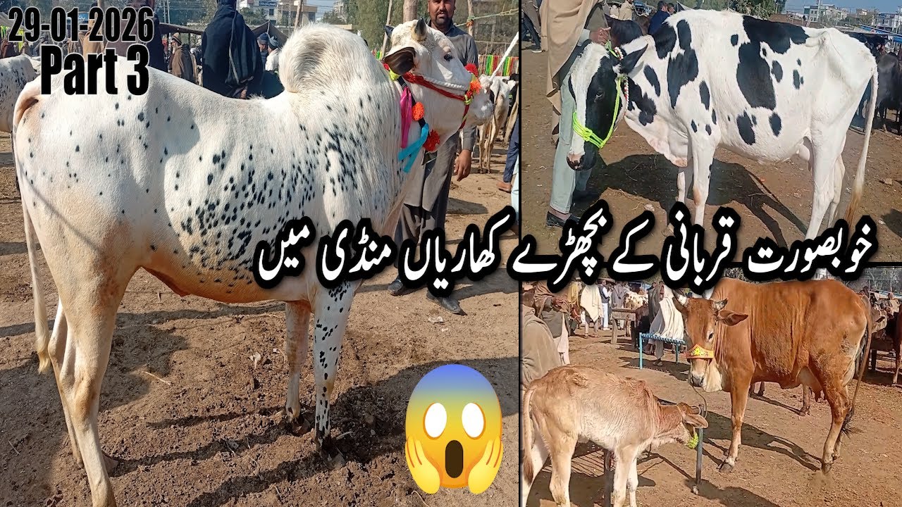 Khubsurat Qurbani Ke Bachre Kharian Mandi Mian 29 Jaunary 2026
