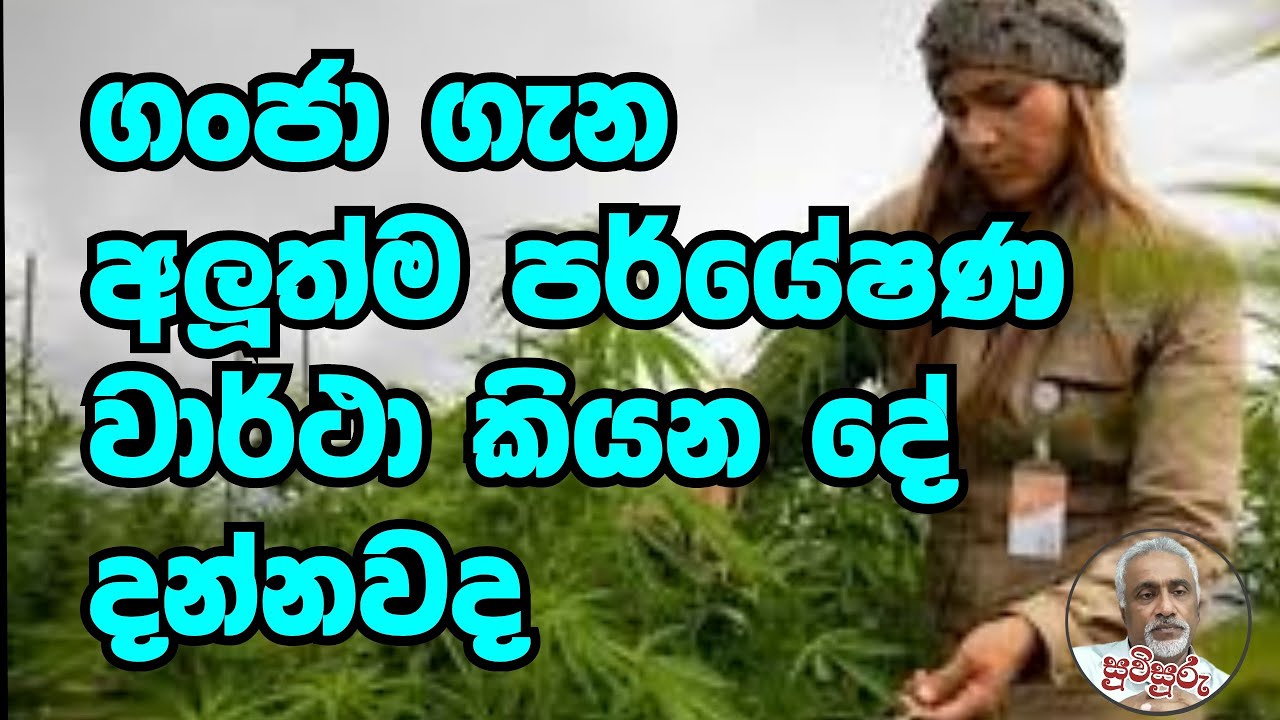 ගංජා බිව්වොත් වෙන දේ දන්නවාද