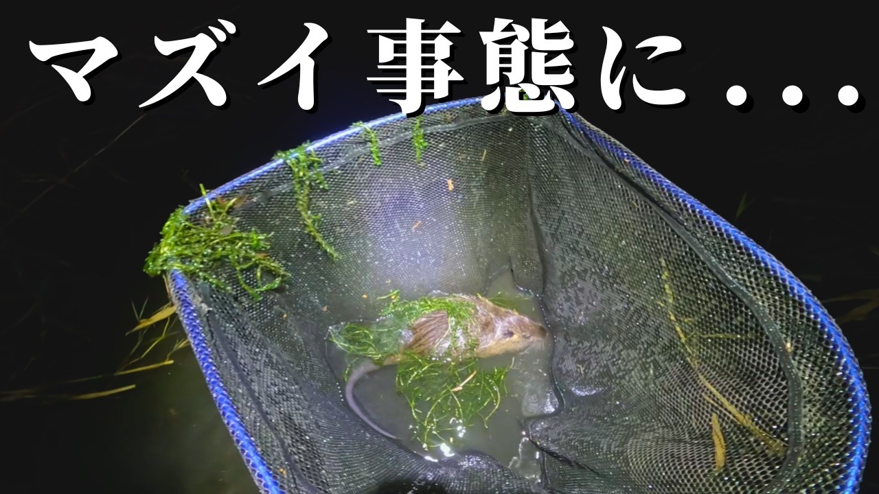 去年ヌートリアを大量に狩猟した川で生息数調査してみた結果がヤバい【琵琶湖ガサガサ探検記150】