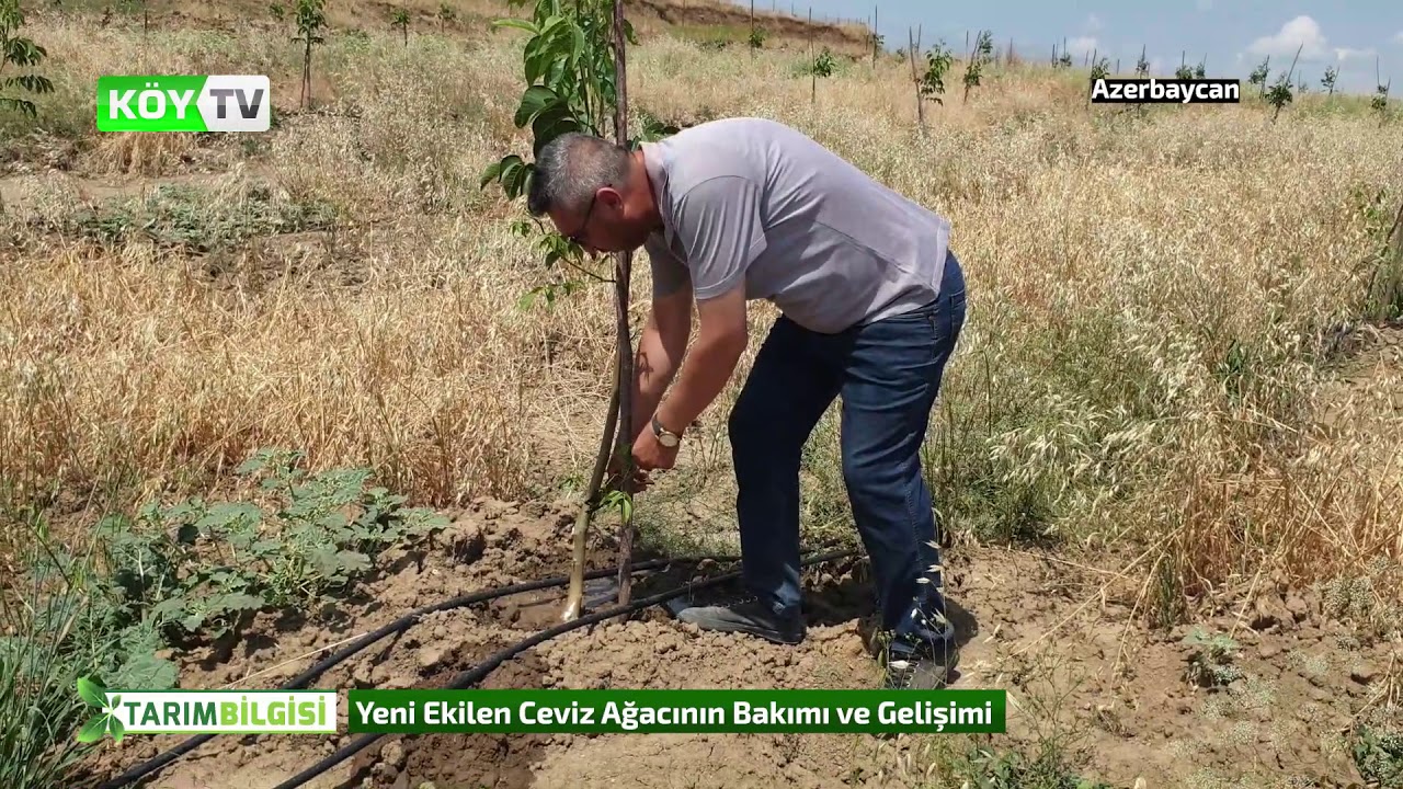 Yeni Dikilen Ceviz Bahçesinin Temmuz Ayındaki Gelişimi