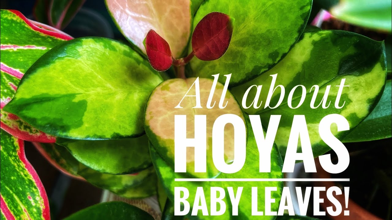 My Hoya collection new growth | 20+ types of baby leaves!