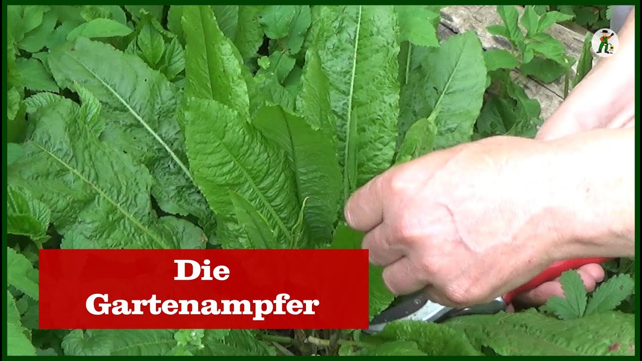 Ampfer im Garten - Permakultur
