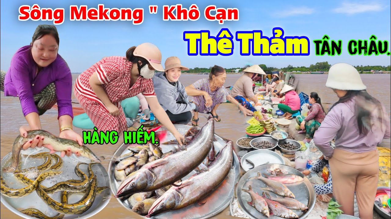 Khô Cạn " sông Mekong" Thủy Quái Campuchia tràn về" Ế Thê Thảm chợ Tân Châu