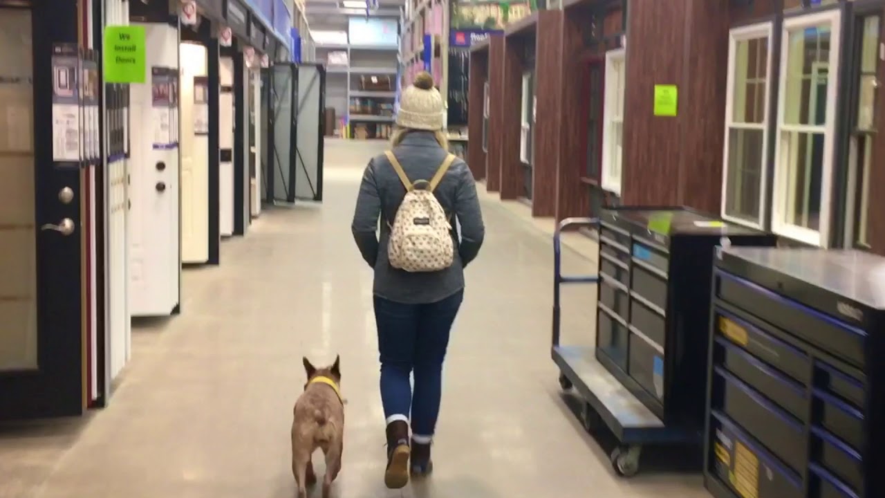 2 Year Old Australian Cattle Dog | Best Heeler Dog Training Oklahoma | Board and Train