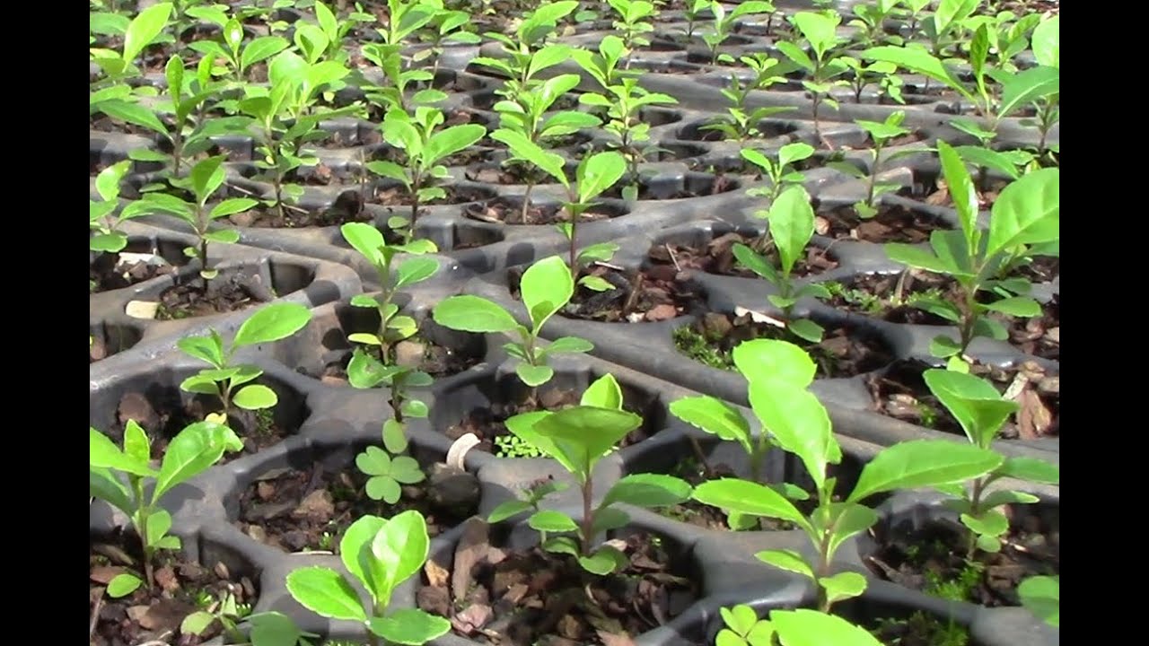 Preparación de plantines de yerba mate