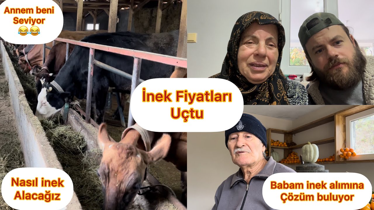 İNEK FİYATLARI UÇTU / İNEK NASIL ALACAĞIZ / ALTERNATİF ÇÖZÜMLER