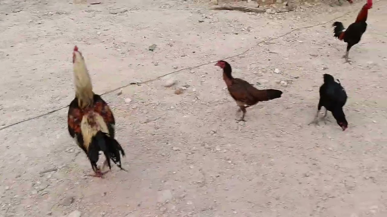 เช้านี้พามาดูไก่ครับ