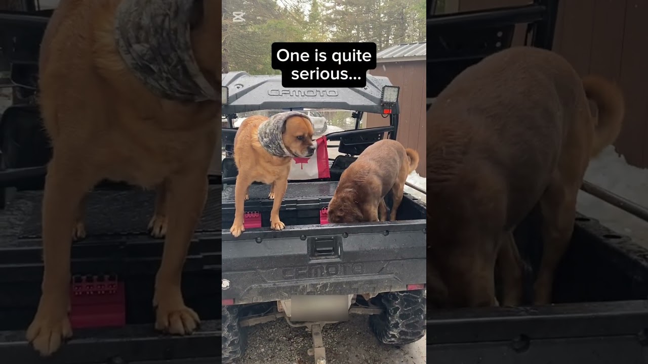 ATVing With Dogs--2 Personalities, Same Ride