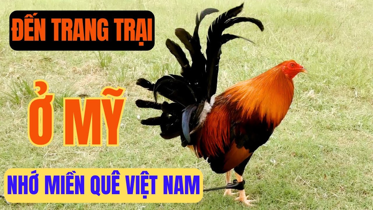 Một trang trại của người Việt ở Mỹ