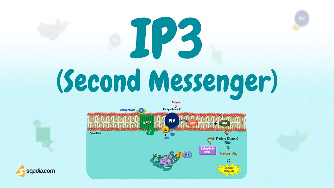 IP3 (Second Messenger) | Physiology
