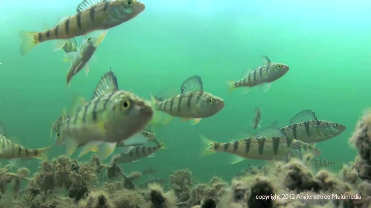Jumbo PERCH Ice Fishing