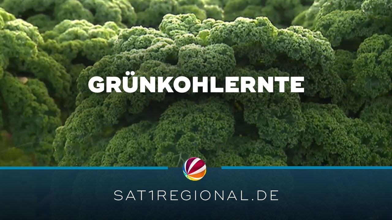 Grünkohlernte im Norden: Wintergemüse hat Hochsaison