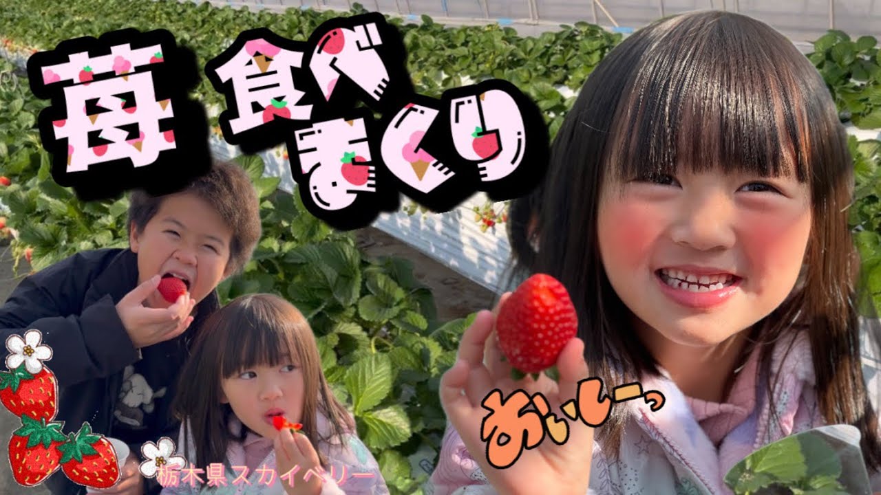 【いちご狩り】100個以上食べて元を取れ！！栃木県のスカイベリー美味しい🍓蜂が怖い&食べすぎてお腹壊すお兄ちゃん…。