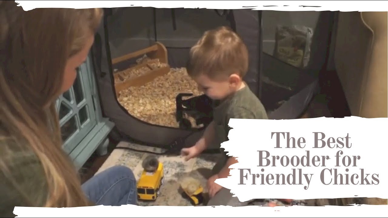 The Best Brooder For Friendly Chicks | Week One With Your Chicks