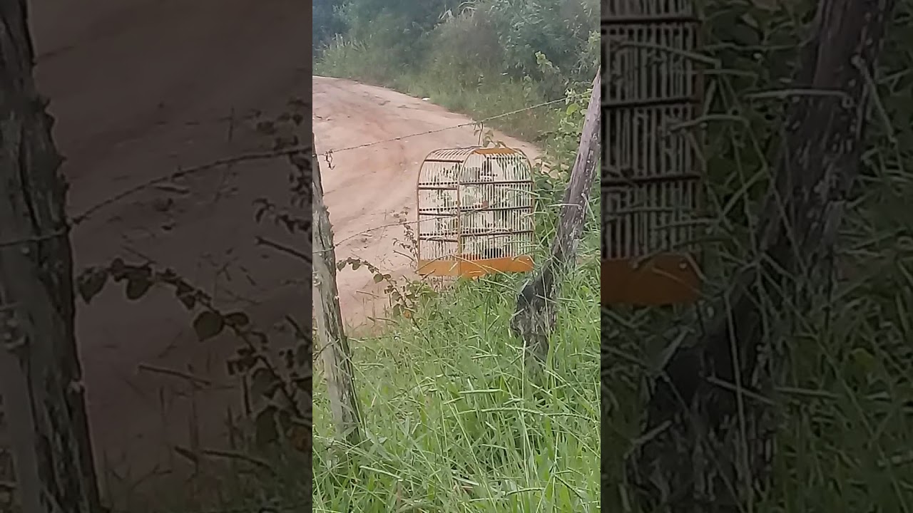 papa capim siu siu