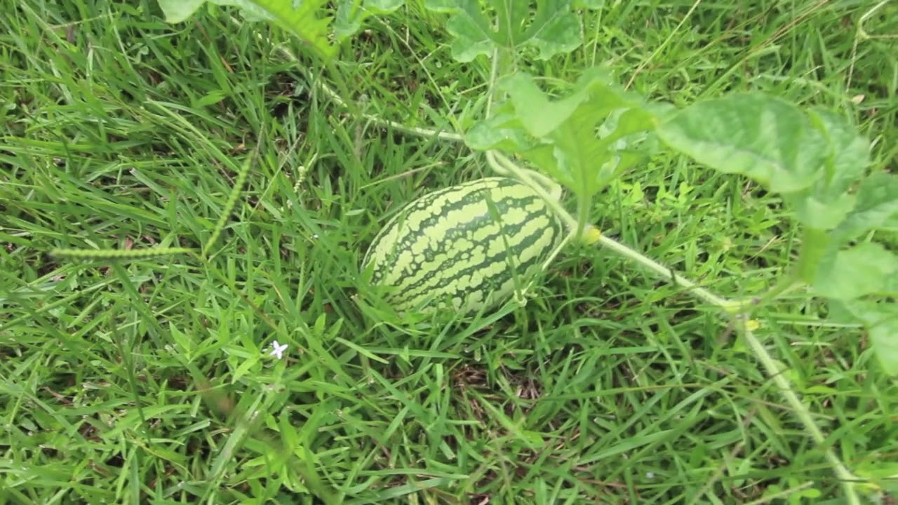 BIGGEST WATERMELON MOUND YOUVE EVER SEEN (UPDATE)