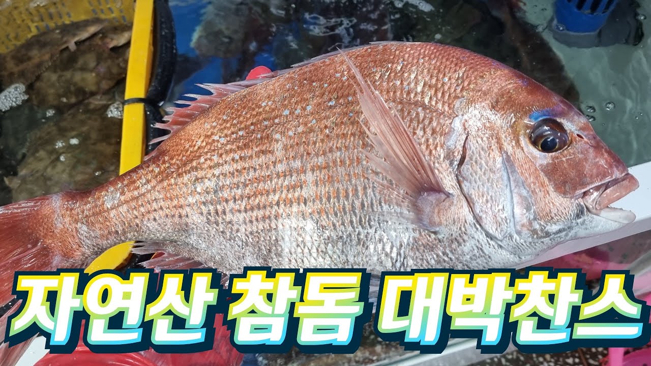 대물 자연산 참돔을 양식가격에 구매찬스