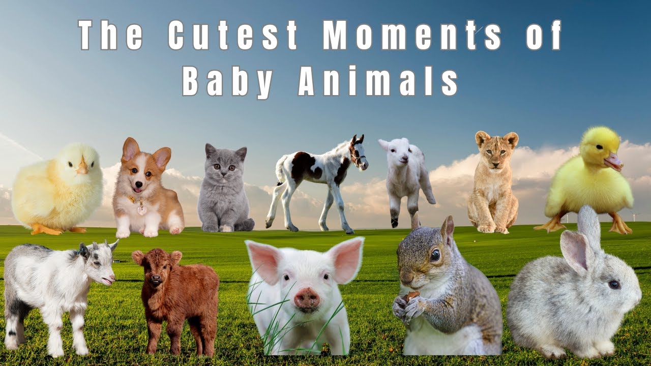 Adorable Baby Animals Compilation – Kitten, Puppy, Lamb, Duckling, Foal,Chick,Piglet – Baby Animals