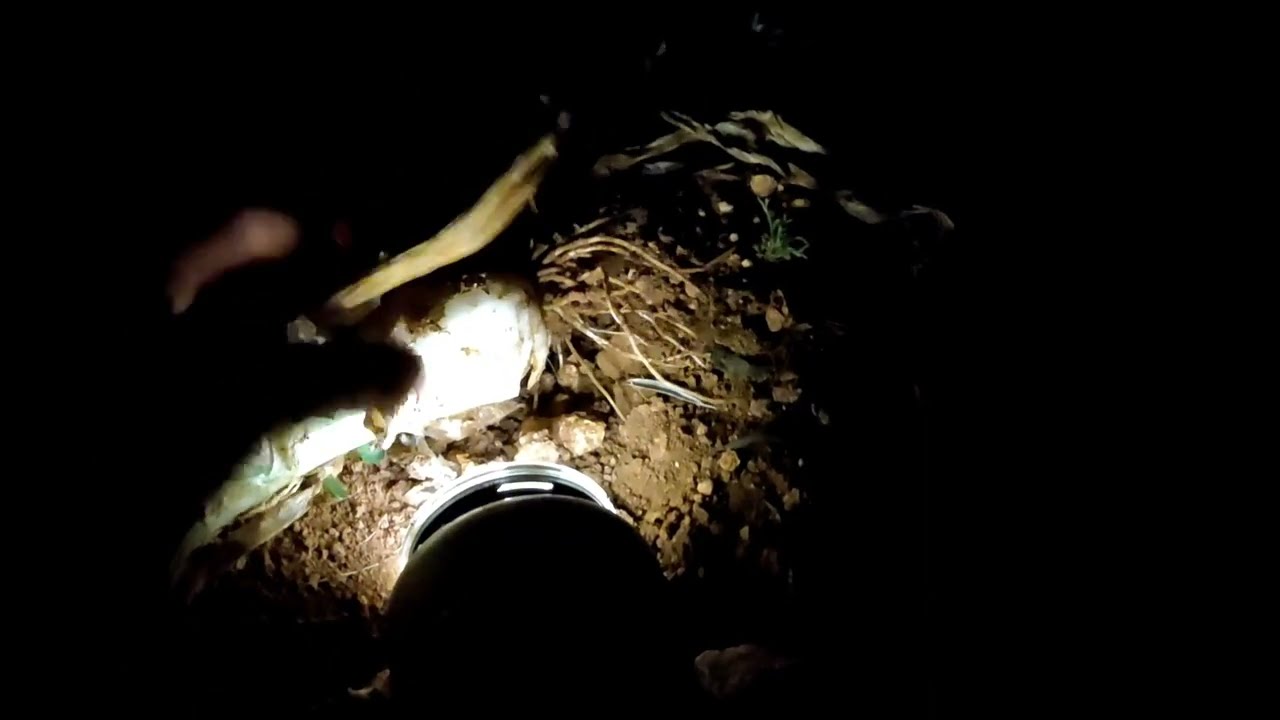 Aventura en el campo Día 1 por la Noche