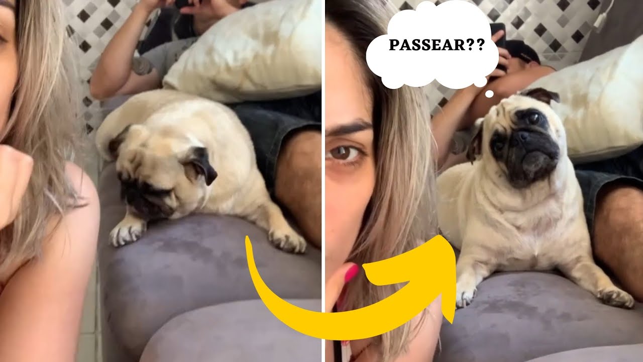 TikTok - Fale a palavra favorita do seu Cachorro e veja a reação dele🤣🤣 | @animais fofos
