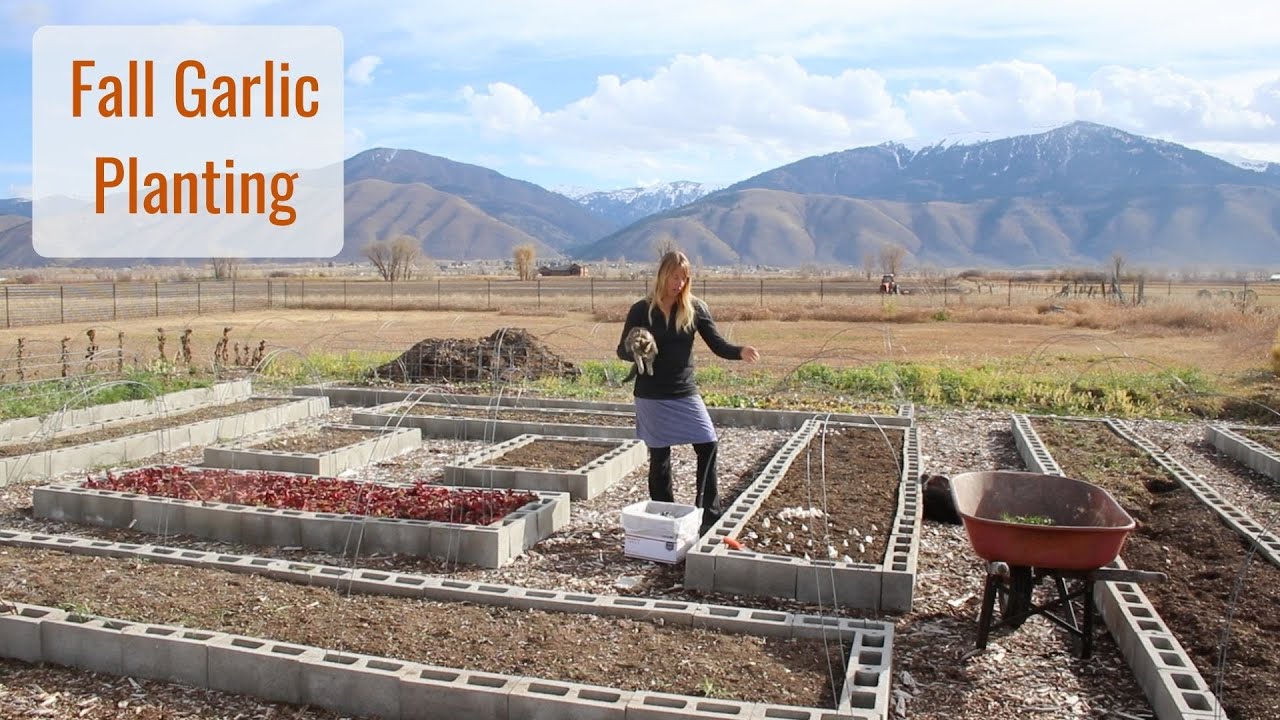 Fall Garlic Planting for Next Year, Grow Your Own! Tiny House, Big Garden