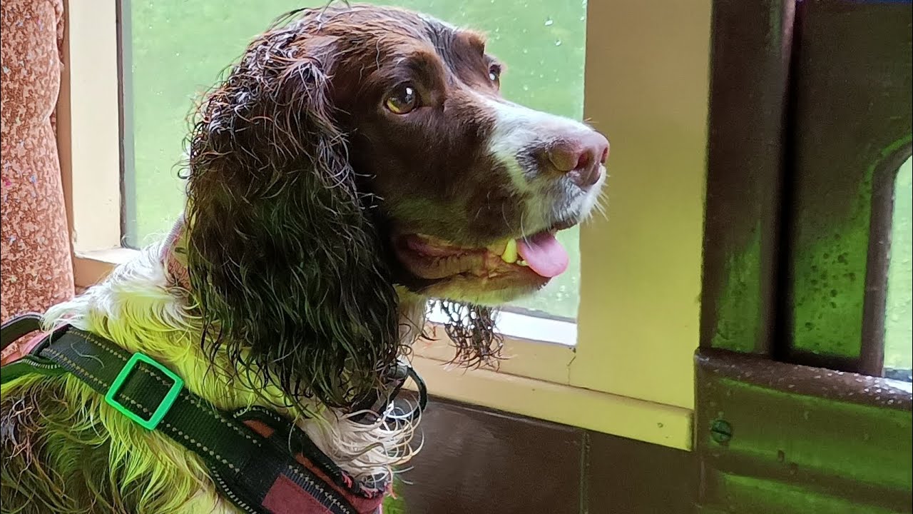 Emergency Vets for violet 